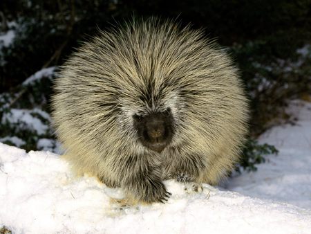 Porcupine - winter, porcupine, prickly, snow, north american