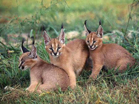 Caracals - caracals, cats