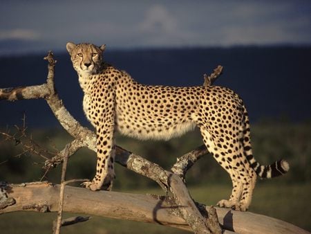 Cheetah - female, cat, branch, feline, cheetah