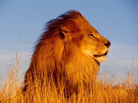 Lion - feline, lion, cat