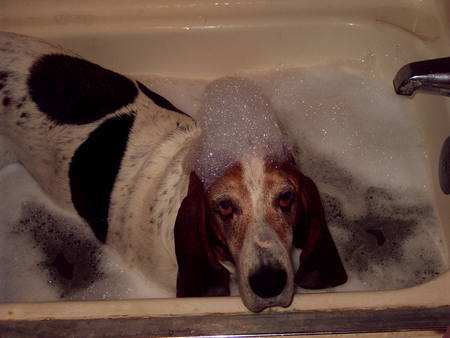  a Tubby for Tubby - bassett