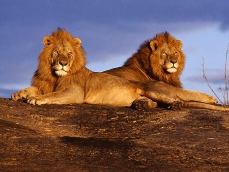 Two Lions - feline, lion, cat