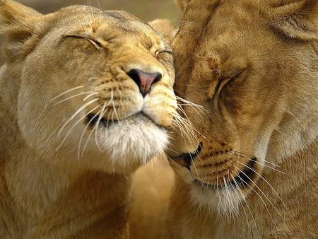 Two Lions - feline, lion, cat