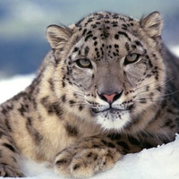 Snow Leopard