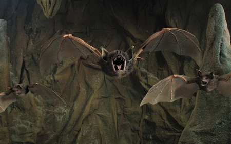 AHHH! BATS! - flying, bats, scary, creepy, animals, wings, fangs, weird