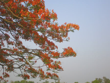 Flowering branches and sky - nature, flowers