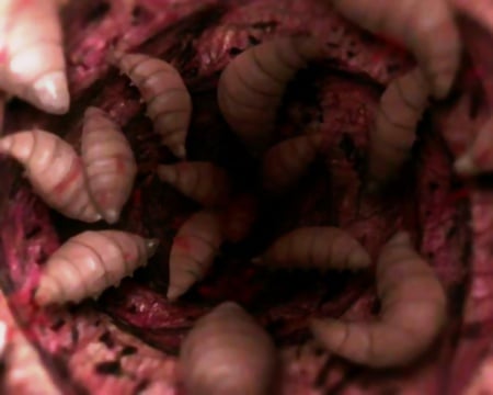 Maggot Wound - scary, abstract, dark, creepy, pain, insect, gross, weird