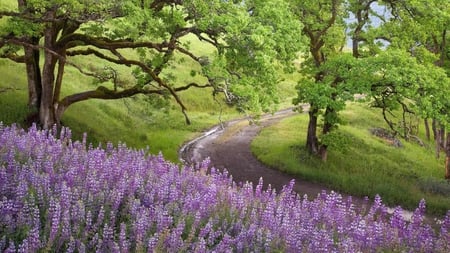 Nature Road - flowers, violet, trees, nature