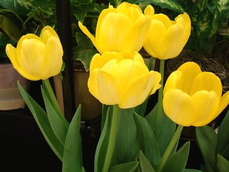 yellow tulips - flowers, tulips, yellow, beautiful, spring