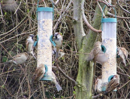 sparrows at the bottom of our garden. - brown, hedge, grain, wings, feeders, sparrows