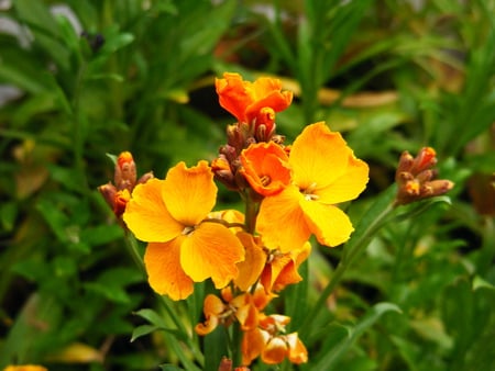 orange wallflower. - leaves, aroma, flower, petals