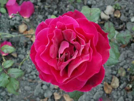 BEAUTIFUL GORGEOUS ROSE - shade, vibrant, gorgeous, beautiful, pink, rose