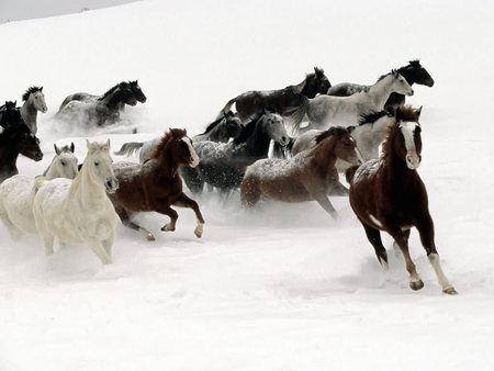 Horses on the Run - horses, white, run, winter, snow