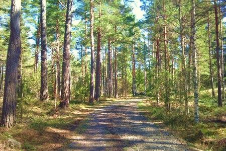 ~Just one beautiful walk~ - trees, sweden, nature, green, wood, primeval forest, forest, way