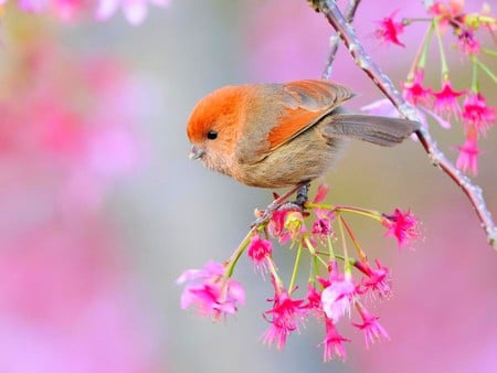 Beautiful Little Bird - animal, bird, picture, little bird, beautiful, flowers, sparrow, branch