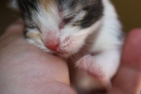 Kitten - multicolored, cute, kitten