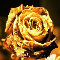 GOLDEN ROSE