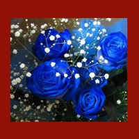 BLUE ROSES on RED WALL