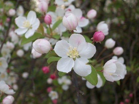 Spring Blossoms 1 - tree, flowers, blossoms, spring