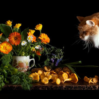 Curiousity II