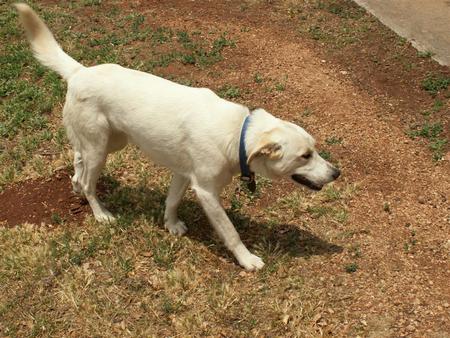 A WHITE LAB  ON THE LOOK OUT - a, playful, lab, friendly