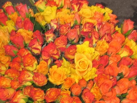 A GALORE OF ROSES - gorgeous, lovely, orange roses, beautiful