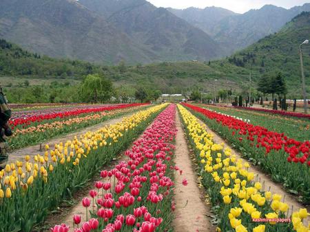 Flower trails/ fields - yellow, pink, red, mountains, flowers