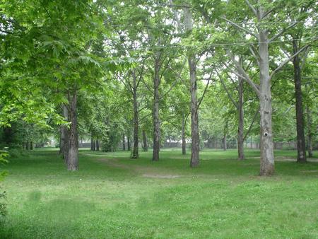 Ever Green  - clean, neat, trees, cool, green, grass, realaxing, shadow