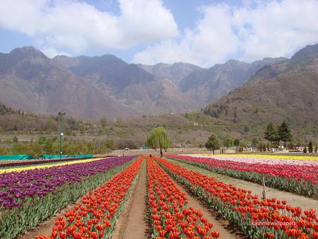 Heavenly Garden  - flowers, yellow, purple, red, mountains, pink