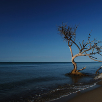 tree on sea 