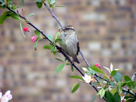 female sparrow on cherry blossom branch