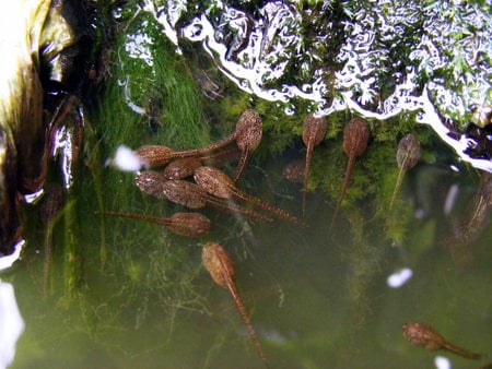 frog spawn - water, pond, young, frogspawn