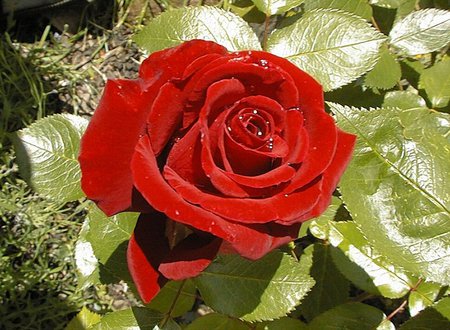 Silk rose - rose, flower, red