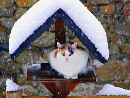 I HATE SNOW RAIN! - sitting, shelter, cat, cold, snow, winter