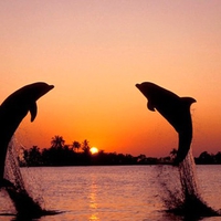 Fun Loving Dolphins