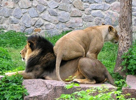 Female Rule - picture, funny, lion-lioness