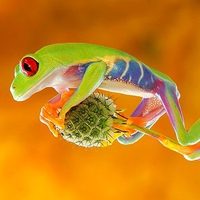 Colorful Frog