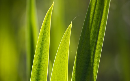 reeds - reeds, nature, grass