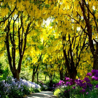 Wisteria Walkway