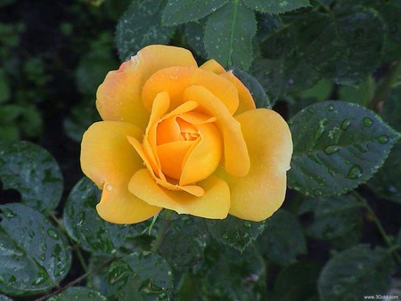 yellow rose forefront background green leaves - yellow, greenleaves, beautiful, tint, rose, color