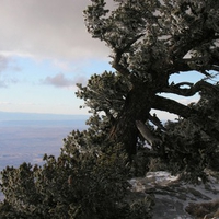 wind shaped pine 