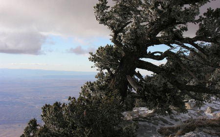 wind shaped pine  - usa, naturen, mountain, tree