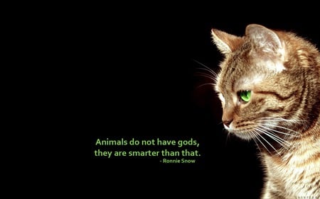 Cat are smarter then humans. - sexy, cat, deep, simple, black, cool, lol, cats, animal, words, cute, humans