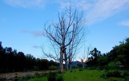 Old Friends - nature, sky, trees, green, grass