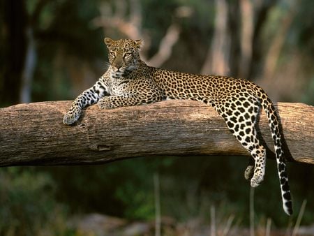 Relaxin' Moment - leopard, branch, animal, tree