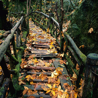 Forest Bridge