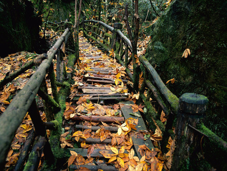 Forest Bridge - passage, other, wood, amazing, grid, yellow, cool, timber, woodlands, afternoon, trunks, branches, fence, ancient, nature, forest, beautiful, leaves, frontier, nice, autumn, trees, railing, photography, leaf, path, architecture, green, orange, bridges, rail, morning, forests, moss, plants, red, awesome, photo