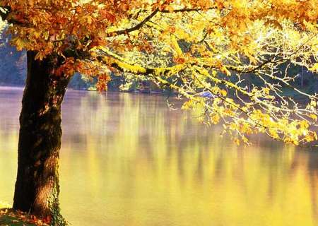 Gold Lake - colorful, spring, lakes, lagoons, reflections, purple, amazing, yellow, cool, reflected, color, golden, trunks, branches, scarlat, nature, beautiful, mirror, photoshop, leaves, seasons, nice, autumn, trees, photography, water, leaf, scarlet, rivers, summer, plants, gold, red, blue, awesome, photo