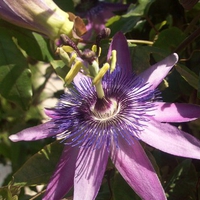 Passion flower 