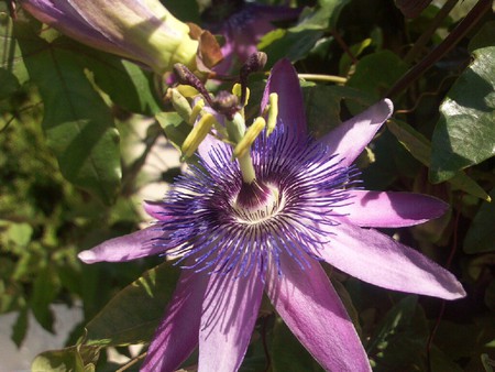 Passion flower  - passion vine, flower